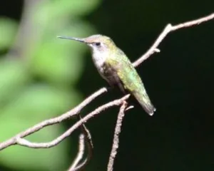 2-motherhummingbirddsc_6319