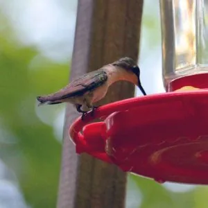 feedingtimedsc_4513