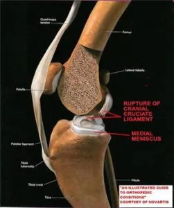 veterinary-referral-center-of-northern-virginia-article-entitled-stifle-injuries-in-dogs-figure-1