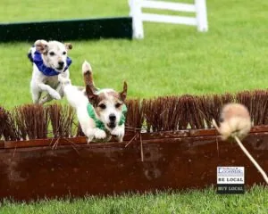 Terrier Races : Photos by Nancy Kleck